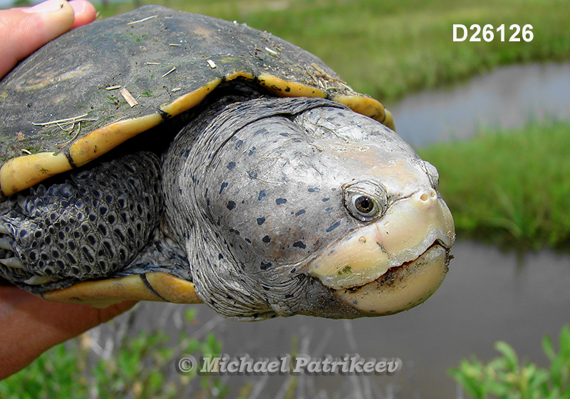 Malaclemys terrapin (Diamondback Terrapin)